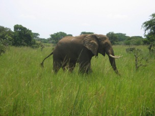 Great Rwanda Safari 
